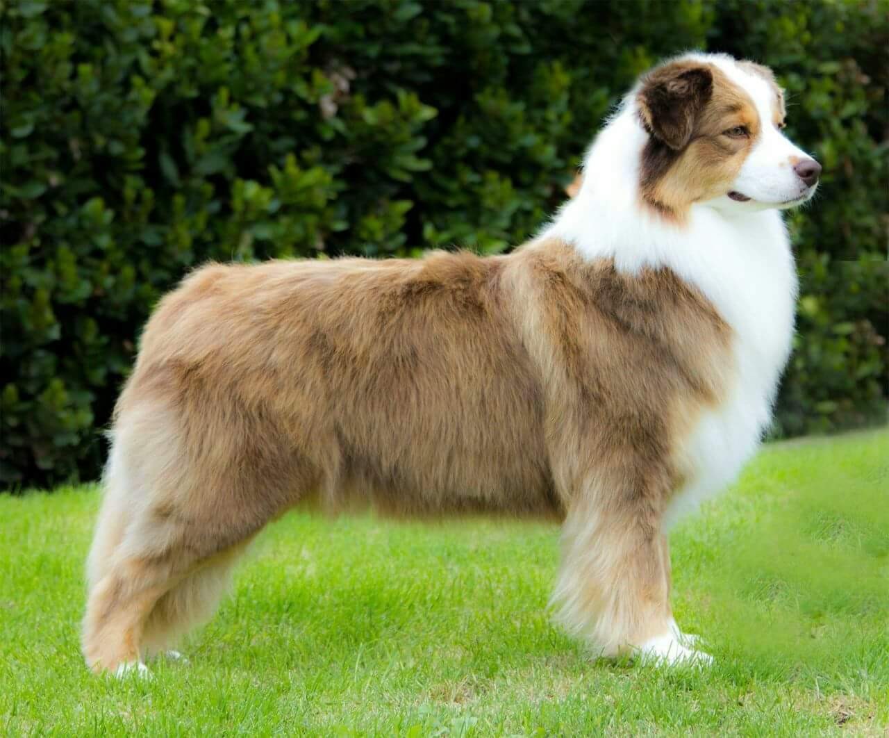 I nostri cani