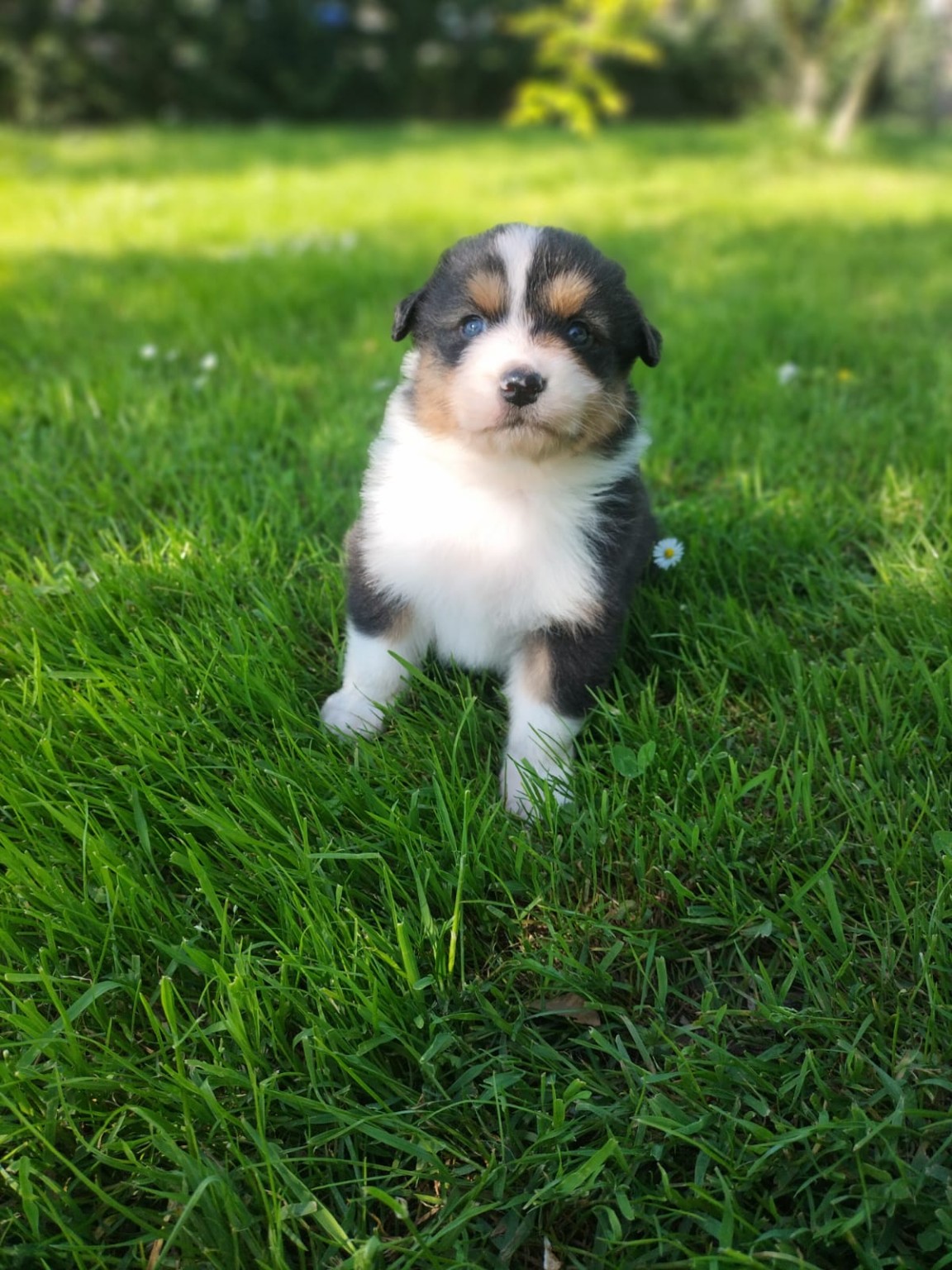 Cuccioli disponibili